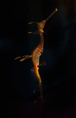 Seahorse Dance