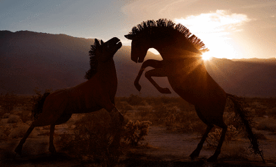 Wild Horses, Wild Horses