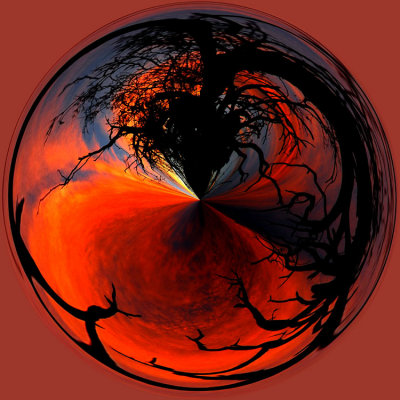 Sunset and Scraggy Tree Circle