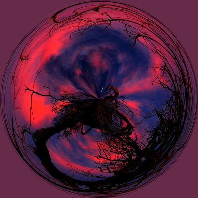 Scraggy Tree Sunset Circle