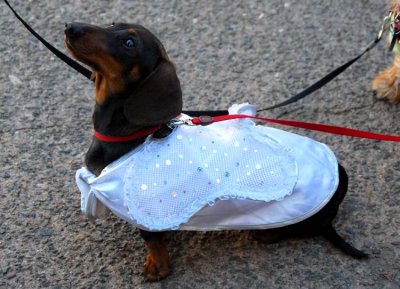 Angel Doxie