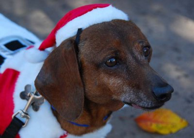 Santa Doxie