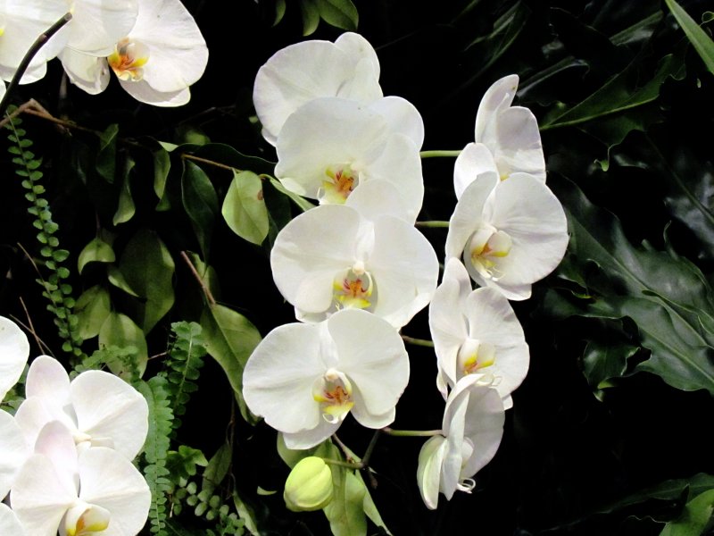 Orchids 053.jpg