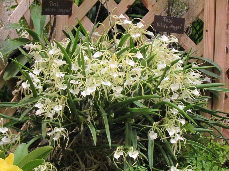 Orchids 057.jpg