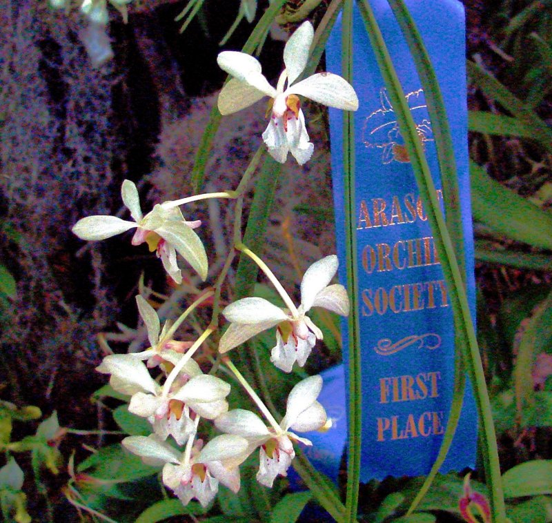 OrchidsRich 004.jpg
