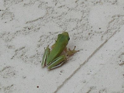Tree Frog (2)