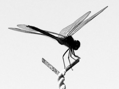 Dragonfly 050.jpg