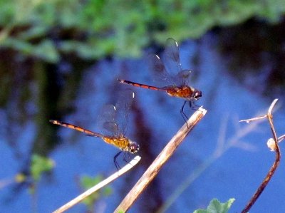 Dragonfly 016.jpg