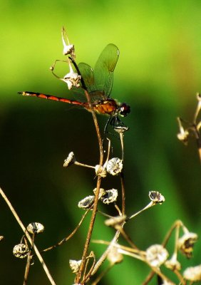 Dragonfly 038.jpg