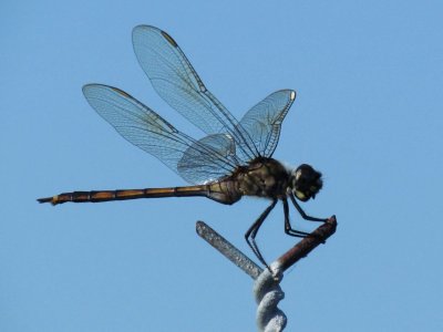 Dragonfly 051.jpg