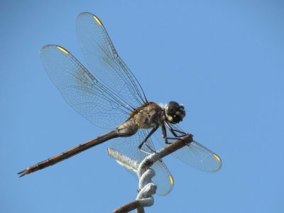 Dragonfly 055.jpg