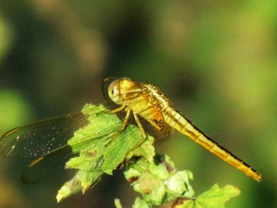 Dragonfly 042.jpg