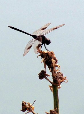 Dragonfly 065.jpg
