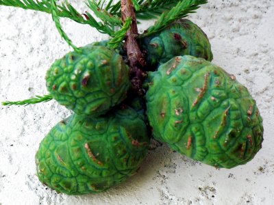 Cones
