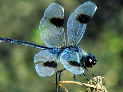 Dragonflies 019.jpg