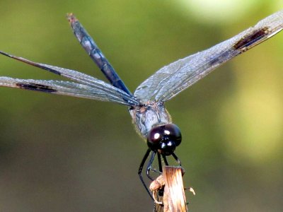 Dragonflies 025.jpg