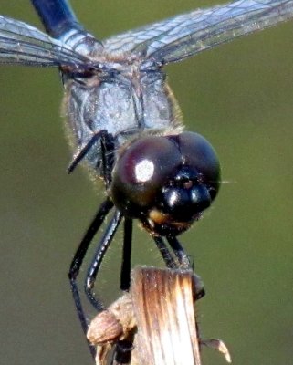 Dragonflies 026.jpg