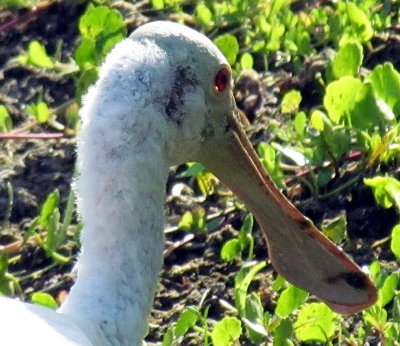 Roseate Spoonbill