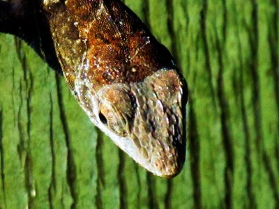 Gekko