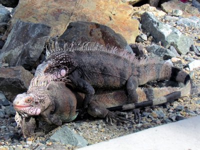 Iguanas mating(1)