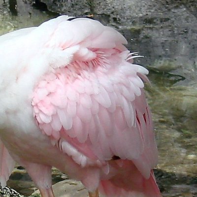 Roseate Spoonbill 062.jpg