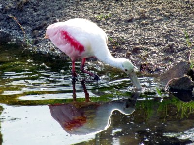 Roseate Spoonbill 001.jpg