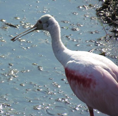 Roseate Spoonbill 011.jpg