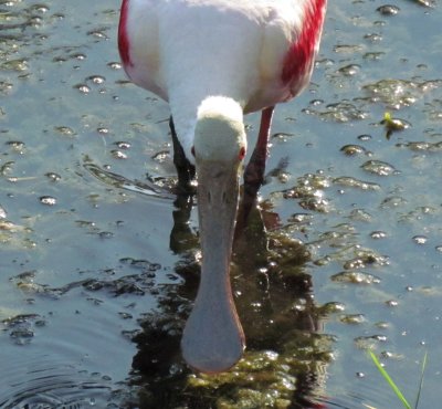 Roseate Spoonbill 017a.jpg