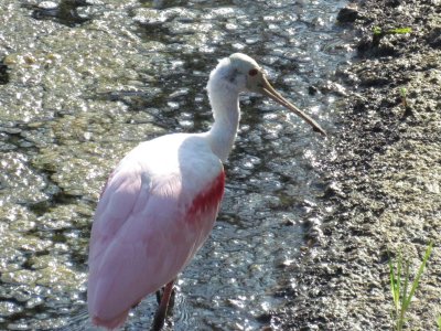 Roseate Spoonbill 019.jpg