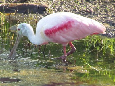 Roseate Spoonbill 026a.jpg