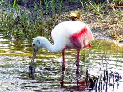 Roseate Spoonbill 030.jpg