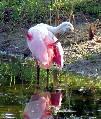 Roseate Spoonbill 044.jpg