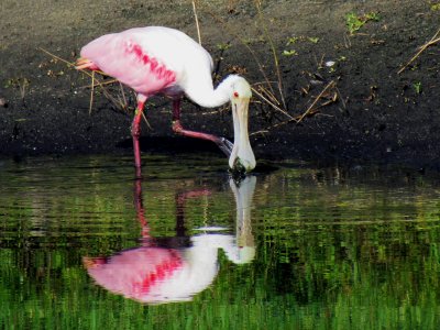 Roseate Spoonbill 054.jpg