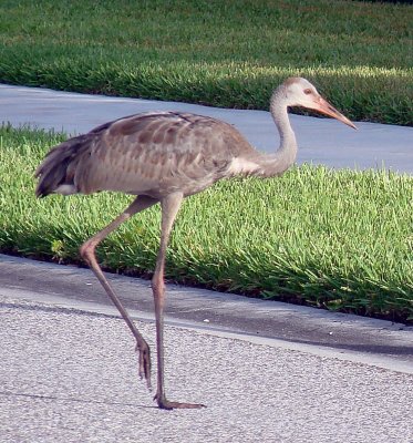 Adolescent Sandhill Crane