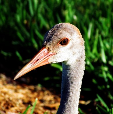 Sandhill Crane juvenile