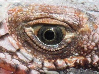 Left Eye, Iguana