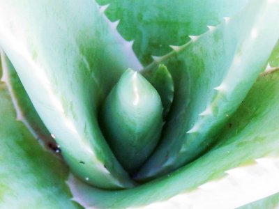 Aloe 003