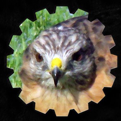 Red-shouldered Hawk Dry Brush Paint.jpg