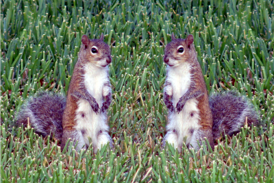 Twins