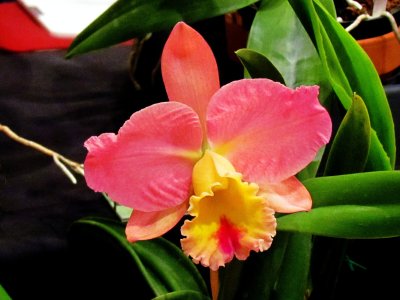 Orchids 005.jpg