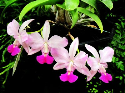 Orchids 007.jpg