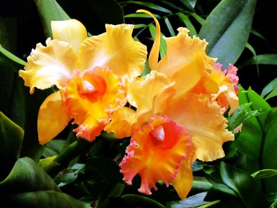 Orchids 008.jpg