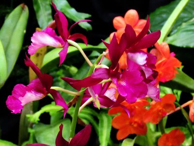 Orchids 009.jpg