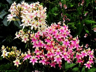 Orchids 012.jpg