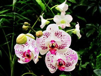 Orchids 013.jpg