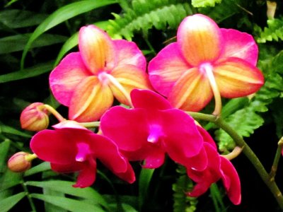 Orchids 015.jpg