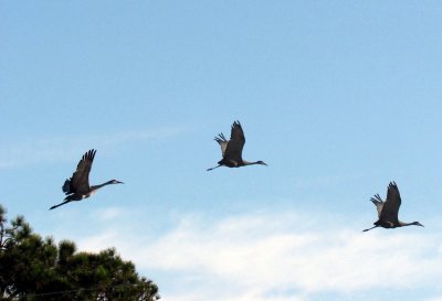 In Flight