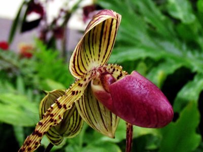 Orchids 018.jpg