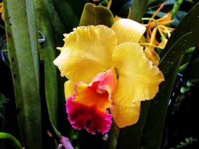 Orchids 020.jpg