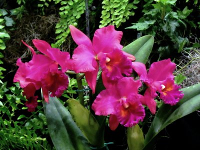 Orchids 022.jpg
